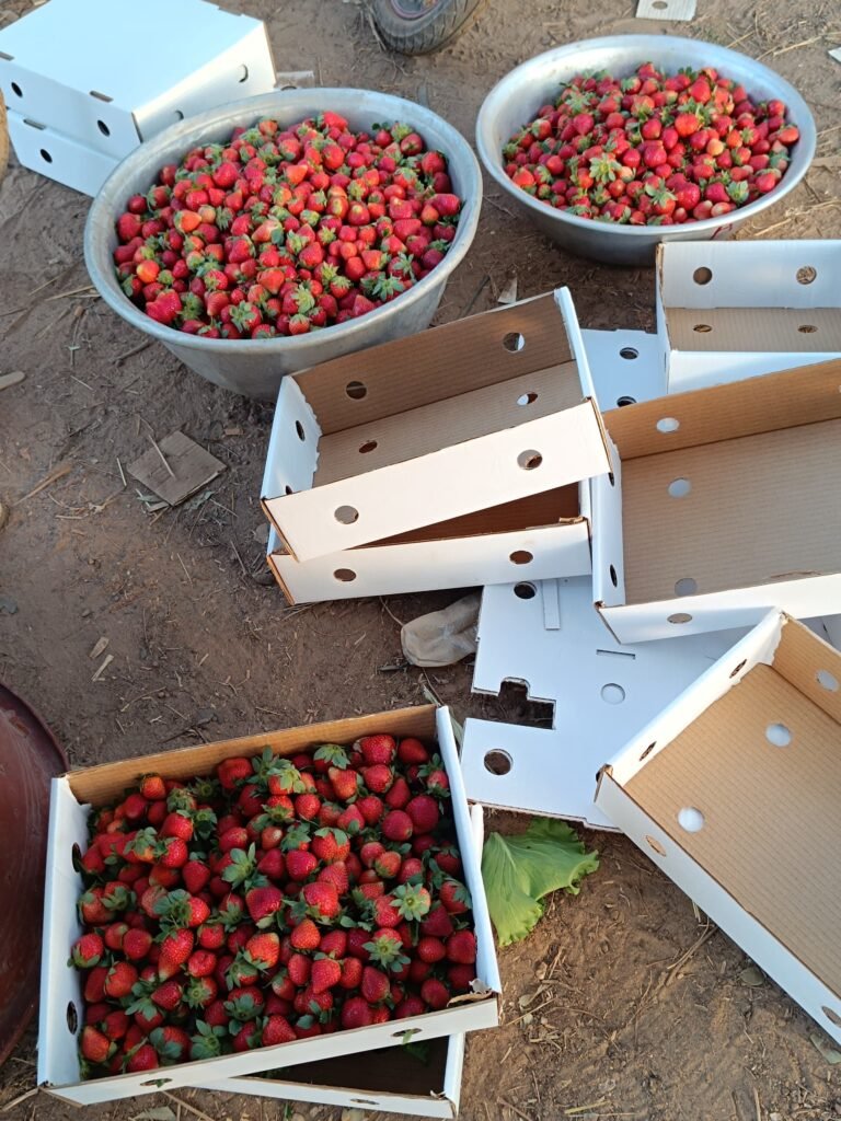 La fraise du Burkina : Ce fruit qui se vend même au-delà de nos frontières 5 La fraise du Burkina : Ce fruit qui se vend même au-delà de nos frontières 5