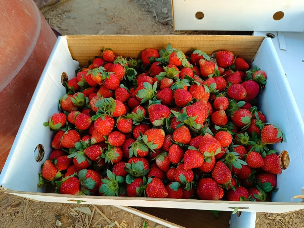 La fraise du Burkina : Ce fruit qui se vend même au-delà de nos frontières 6 La fraise du Burkina : Ce fruit qui se vend même au-delà de nos frontières 6