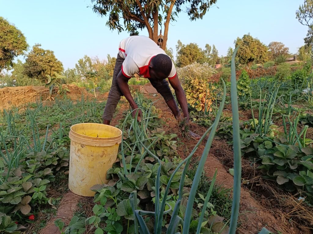 La fraise du Burkina : Ce fruit qui se vend même au-delà de nos frontières 3 La fraise du Burkina : Ce fruit qui se vend même au-delà de nos frontières 3