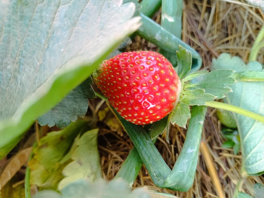 La fraise du Burkina : Ce fruit qui se vend même au-delà de nos frontières 2 La fraise du Burkina : Ce fruit qui se vend même au-delà de nos frontières 2