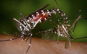 Santé : Vigilance renforcée après un cas confirmé de virus Zika au Burkina 5