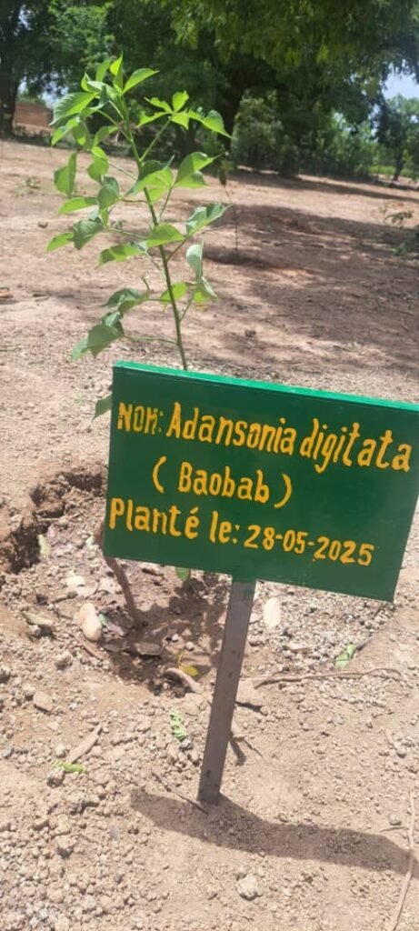 Un élève, un arbre : 500 plants mis sous terre à Boeré grâce à Endeavour Mining 4 Un élève, un arbre : 500 plants mis sous terre à Boeré grâce à Endeavour Mining 4
