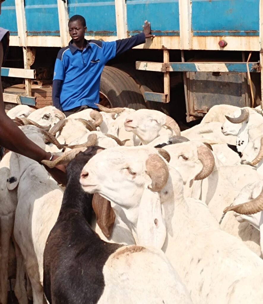 Tabaski 2025 : " Le mouton est là, c'est l'argent qui manque'' 3 Tabaski 2025 : " Le mouton est là, c'est l'argent qui manque'' 3