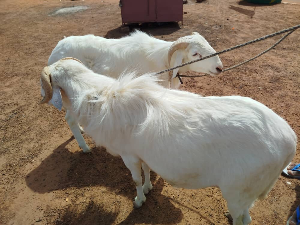 Tabaski 2025 : " Le mouton est là, c'est l'argent qui manque'' 4 Tabaski 2025 : " Le mouton est là, c'est l'argent qui manque'' 4