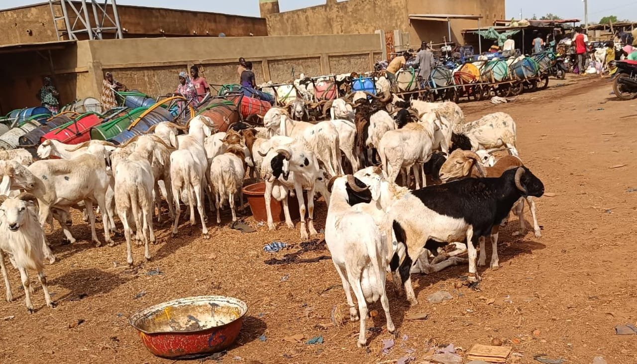 Tabaski 2025 : " Le mouton est là, c'est l'argent qui manque'' 5 Tabaski 2025 : " Le mouton est là, c'est l'argent qui manque'' 5