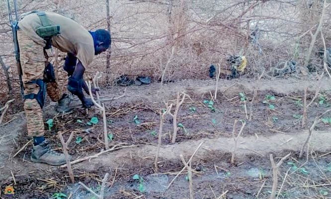 Toéni : Première récolte aux jardins des femmes dans zones à fort défi sécuritaire 2 Toéni : Première récolte aux jardins des femmes dans zones à fort défi sécuritaire 2