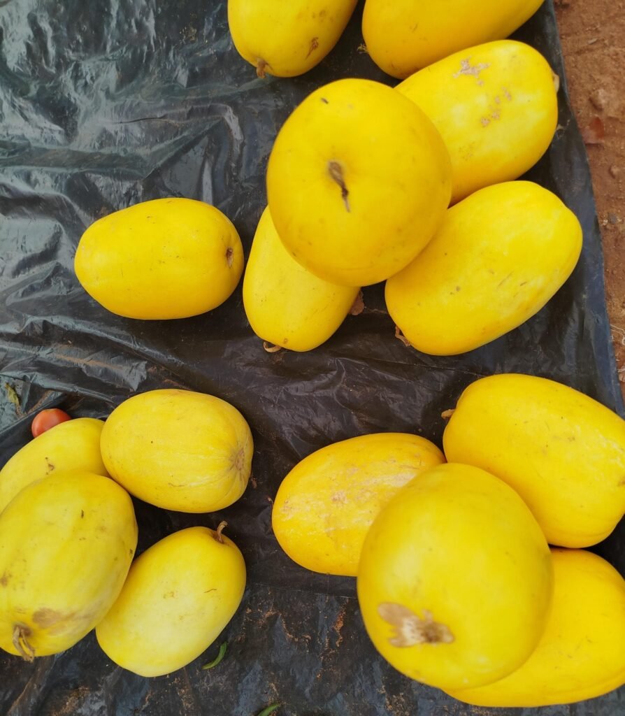 Melon jaune : Un fruit de saison aux multiples vertus 2