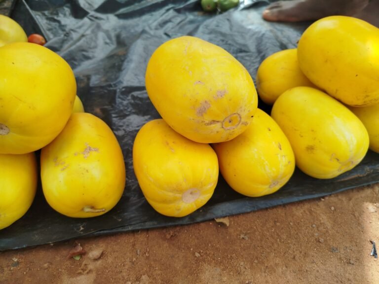 Melon jaune : Un fruit de saison aux multiples vertus 8