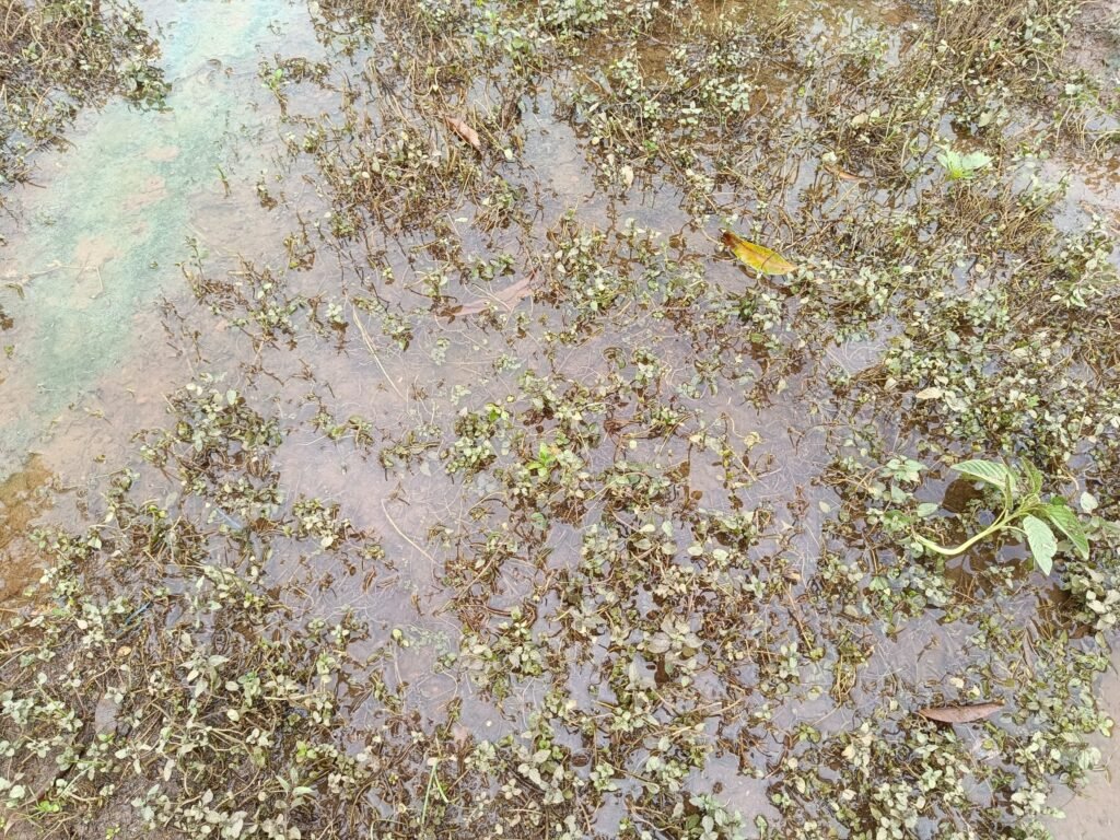 Saison pluvieuse : Les femmes maraîchères les pieds dans l’eau, déplore leurs récoltes 3 Saison pluvieuse : Les femmes maraîchères les pieds dans l’eau, déplore leurs récoltes 3