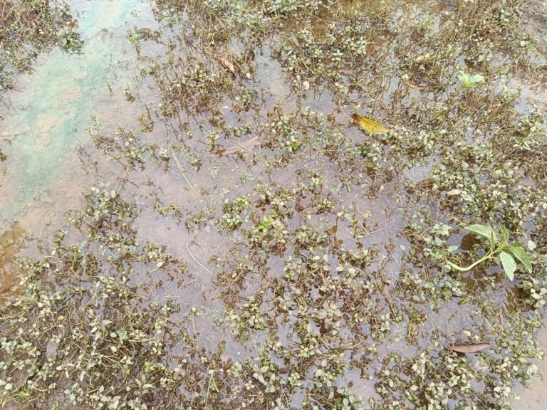 Saison pluvieuse : Les femmes maraîchères les pieds dans l’eau, déplore leurs récoltes 1 Saison pluvieuse : Les femmes maraîchères les pieds dans l’eau, déplore leurs récoltes 1