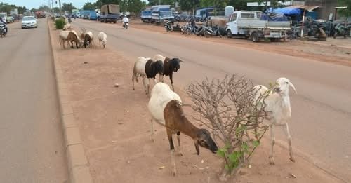 Lutte contre la divagation des animaux à Ouagadougou: Le PDS appelle les propriétaire à plus de responsabilités 2 Lutte contre la divagation des animaux à Ouagadougou: Le PDS appelle les propriétaire à plus de responsabilités 2