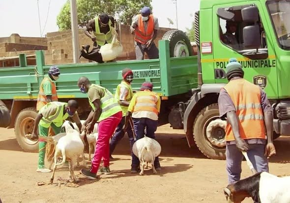 Lutte contre la divagation des animaux à Ouagadougou: Le PDS appelle les propriétaire à plus de responsabilités 1 Lutte contre la divagation des animaux à Ouagadougou: Le PDS appelle les propriétaire à plus de responsabilités 1