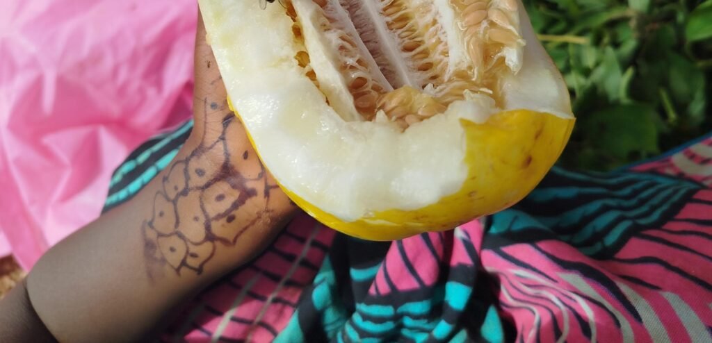 Melon jaune : Un fruit de saison aux multiples vertus 3