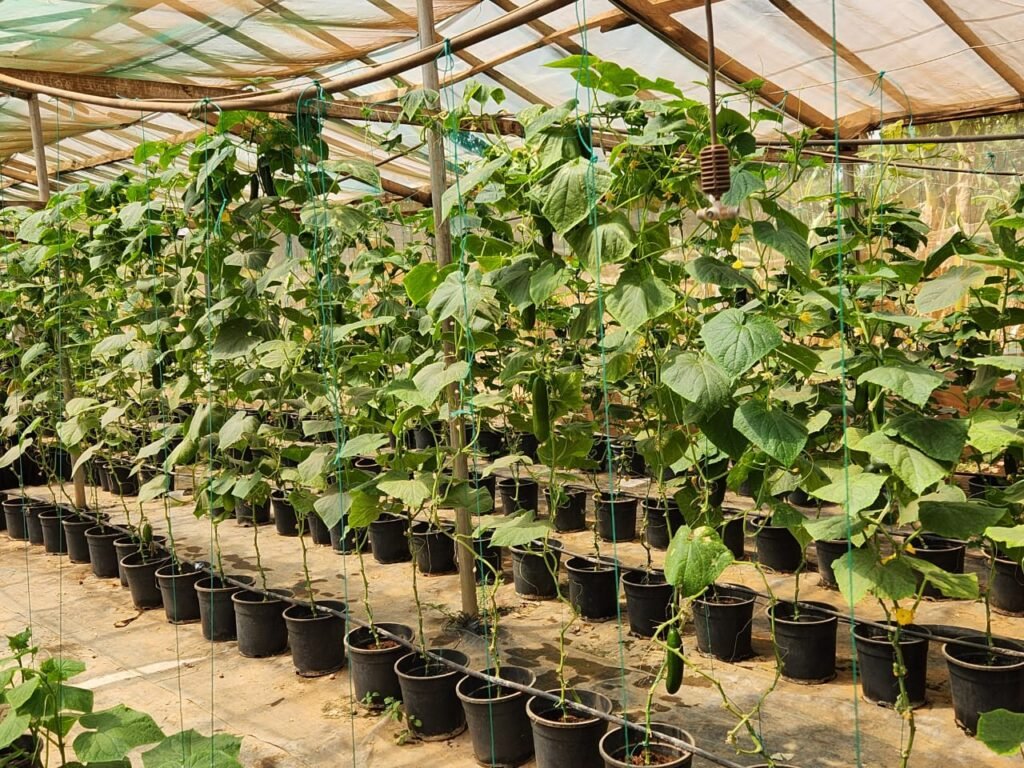 Emplois verts et croissance économique bas-carbone : un levier d’avenir pour les jeunes et les femmes au Burkina Faso 4 Emplois verts et croissance économique bas-carbone : un levier d’avenir pour les jeunes et les femmes au Burkina Faso 4