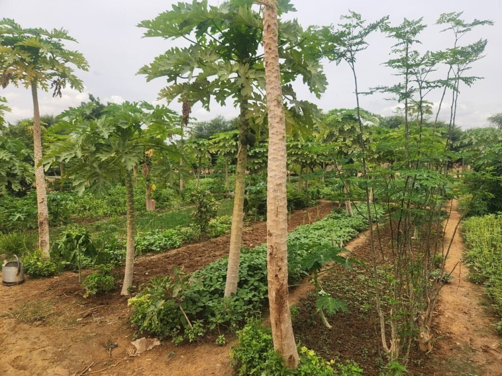 Emplois verts et croissance économique bas-carbone : un levier d’avenir pour les jeunes et les femmes au Burkina Faso 3 Emplois verts et croissance économique bas-carbone : un levier d’avenir pour les jeunes et les femmes au Burkina Faso 3