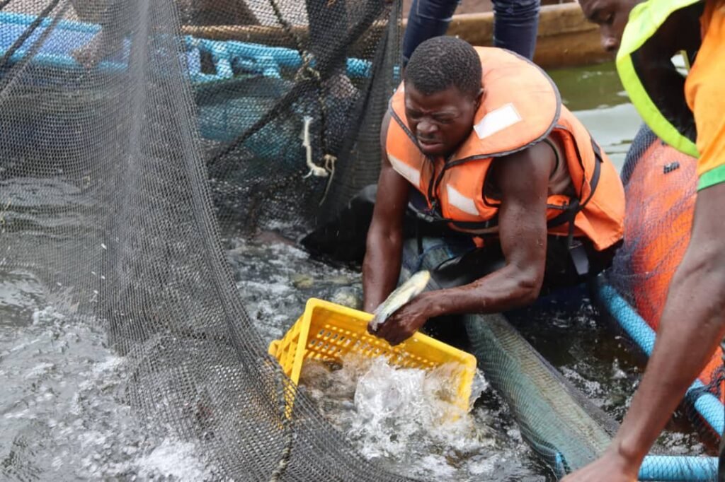 Barrage de Samendeni : 1,2 tonnes de poissons sorties de la 1ère cage flottante 2 Barrage de Samendeni : 1,2 tonnes de poissons sorties de la 1ère cage flottante 2
