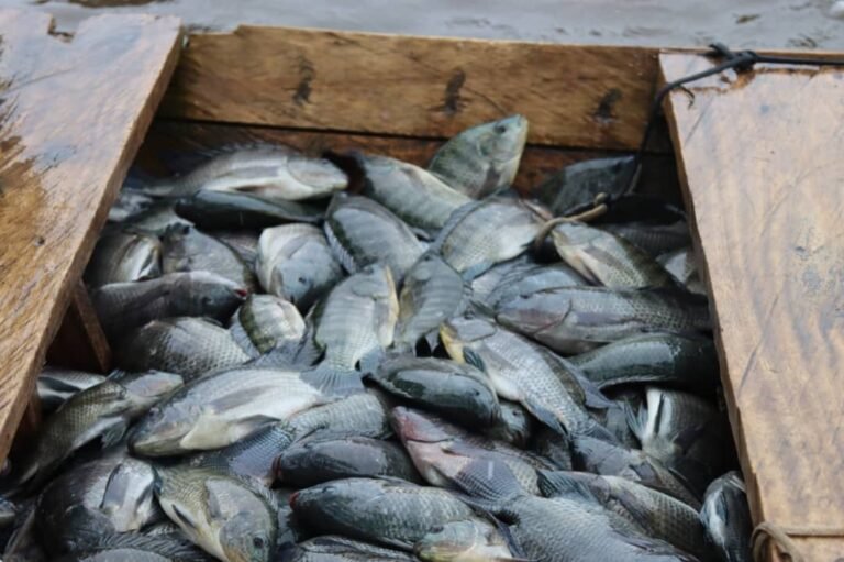 Barrage de Samendeni : 1,2 tonnes de poissons sorties de la 1ère cage flottante 1 Barrage de Samendeni : 1,2 tonnes de poissons sorties de la 1ère cage flottante 1