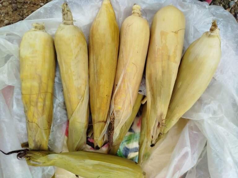 Ouagadougou : Il y’a aussi du maïs bouilli 1 Ouagadougou : Il y’a aussi du maïs bouilli 1