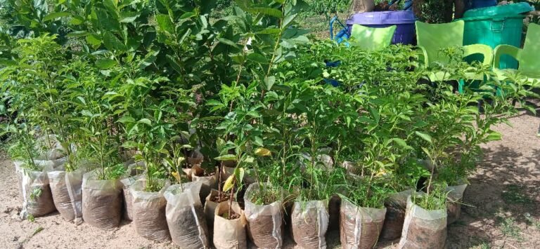 Ceinture Verte de Ouagadougou : L’association CUASCVO met 62 plants sous terre 1 Ceinture Verte de Ouagadougou : L’association CUASCVO met 62 plants sous terre 1