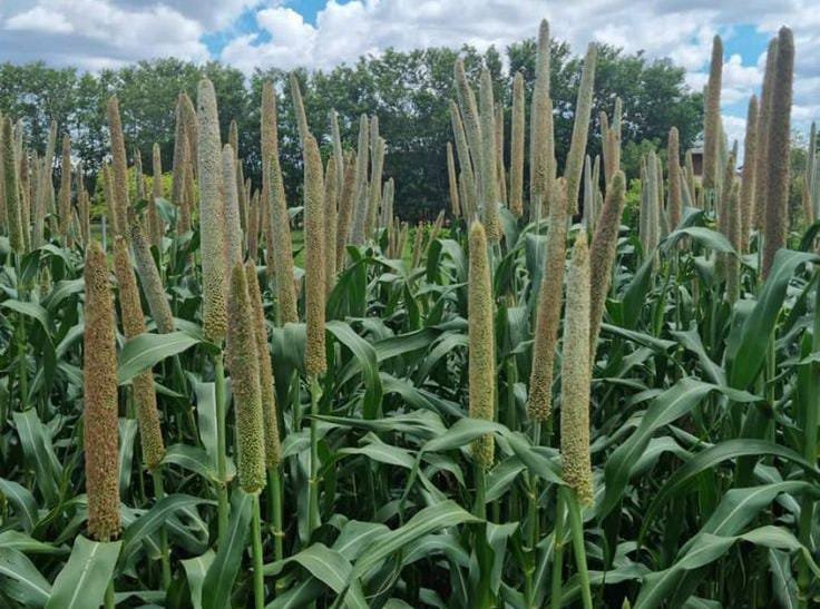 Quelques plats à base de petit mil 4 Quelques plats à base de petit mil 4