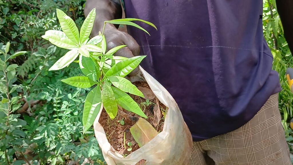 Décoration et bien-être : Ces plantes alliées de votre santé et de votre confort à la maison 2