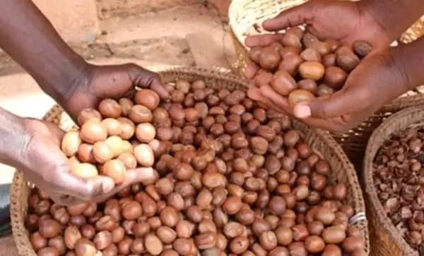 Karité : Un laissez-passer désormais obligatoire pour le transport des amandes au Burkina Faso 2
