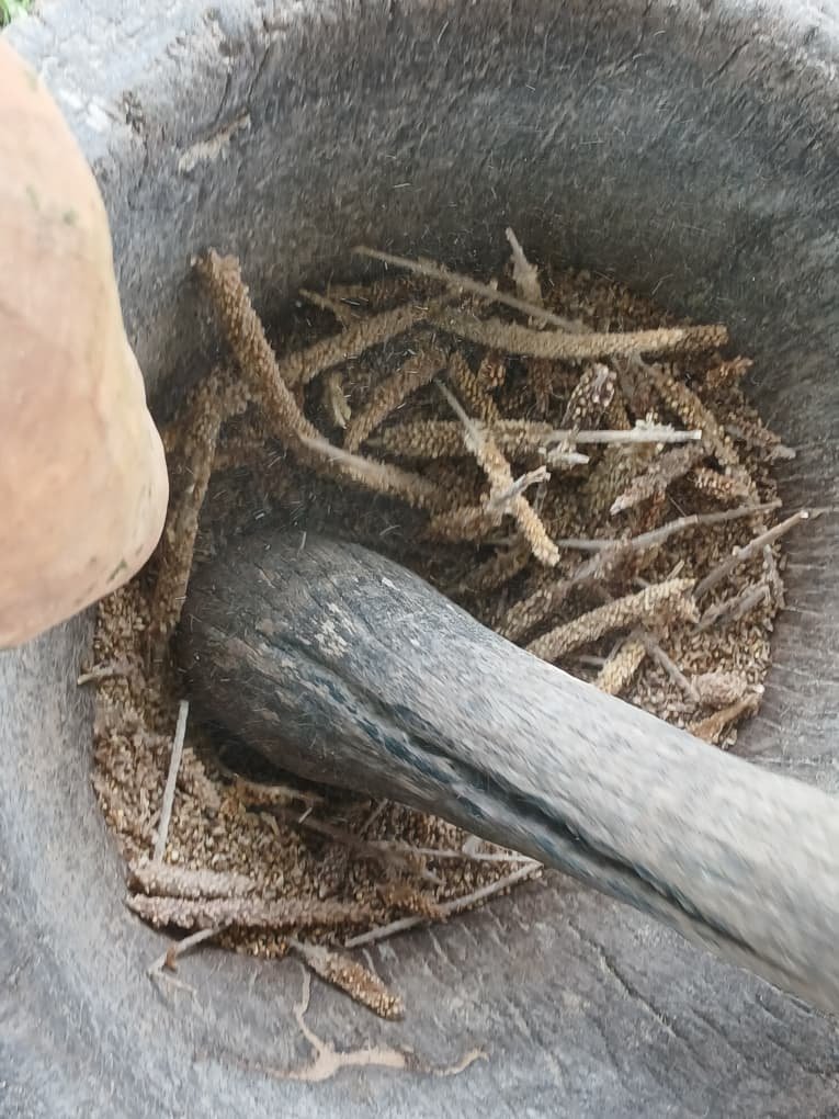 Du champ à l’assiette : Comment se cultive le petit mil? 3