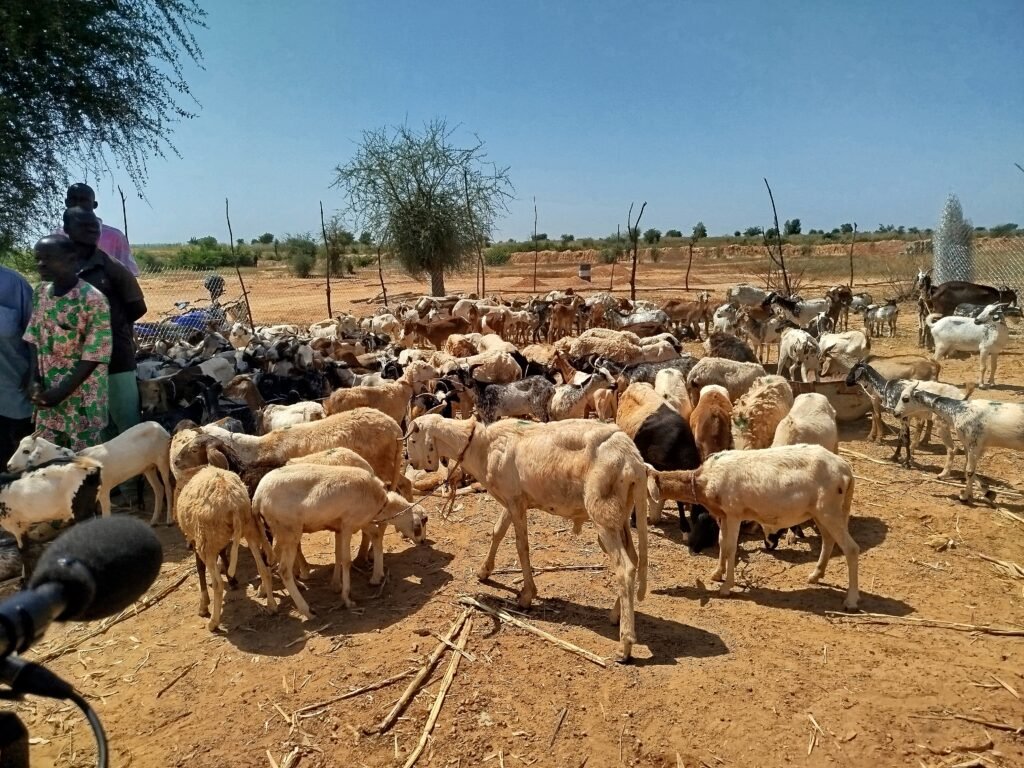 Barsalogho : Des noyaux de petits ruminants et boeufs de labour offerts à 100 habitants de Gabou 1 Barsalogho : Des noyaux de petits ruminants et boeufs de labour offerts à 100 habitants de Gabou 1