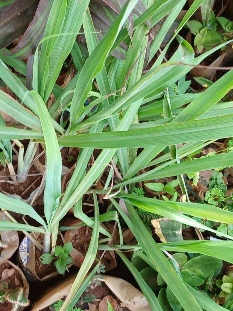 Nature et bien-être : 5 plantes naturelles pour repousser les moustiques 3