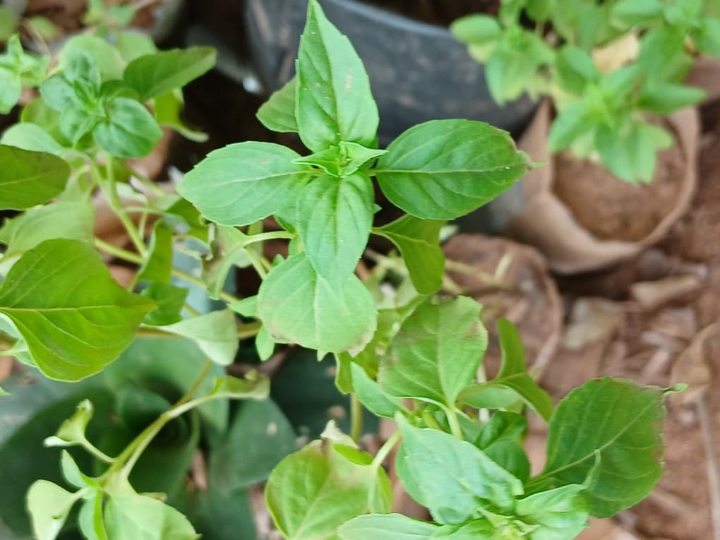 Nature et bien-être : 5 plantes naturelles pour repousser les moustiques 2