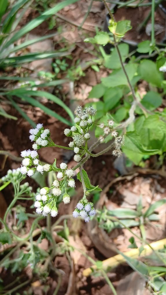 Nature et bien-être : 5 plantes naturelles pour repousser les moustiques 1