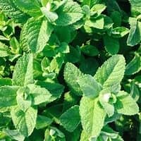 Nature et bien-être : 5 plantes naturelles pour repousser les moustiques 5
