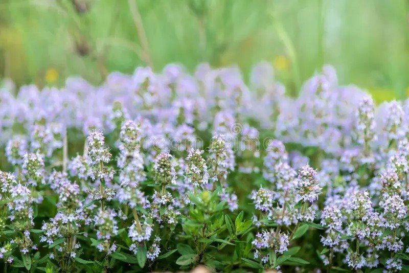 Nature et bien-être : 5 plantes naturelles pour repousser les moustiques 4