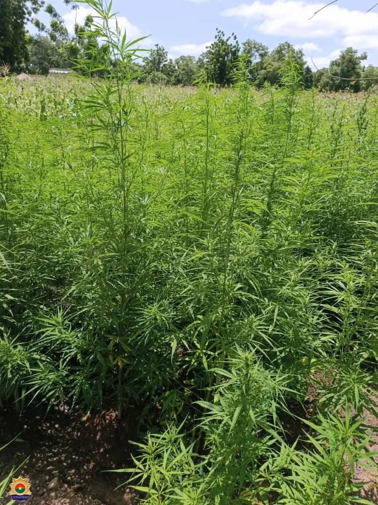 Guiaro : Un réseau de production local de chanvre indien démantelé par la Gendarmerie Nationale 7 Guiaro : Un réseau de production local de chanvre indien démantelé par la Gendarmerie Nationale 7