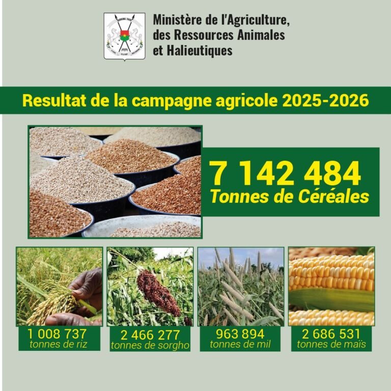 Campagne agricole 2025-2026 : La couverture céréalière en hausse de 126,4 %  dès fin novembre 8