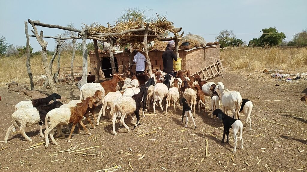 Burkina : Militaires à la retraite, ils ont troqué leur arme et tenue contre l’agropastorale 12