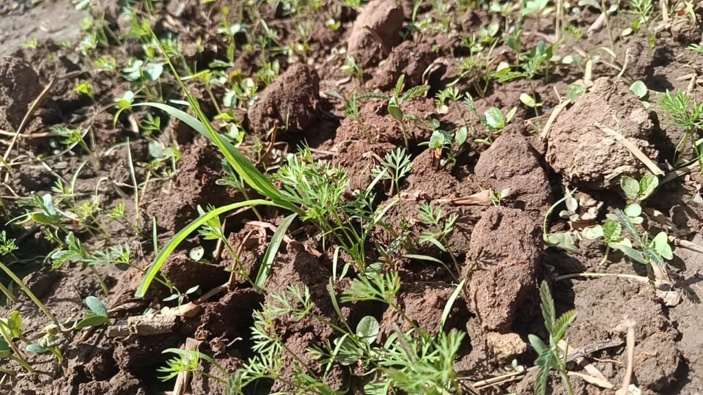 Saison froide au Burkina : La laitue s’impose comme la reine des potagers maraîchers 7