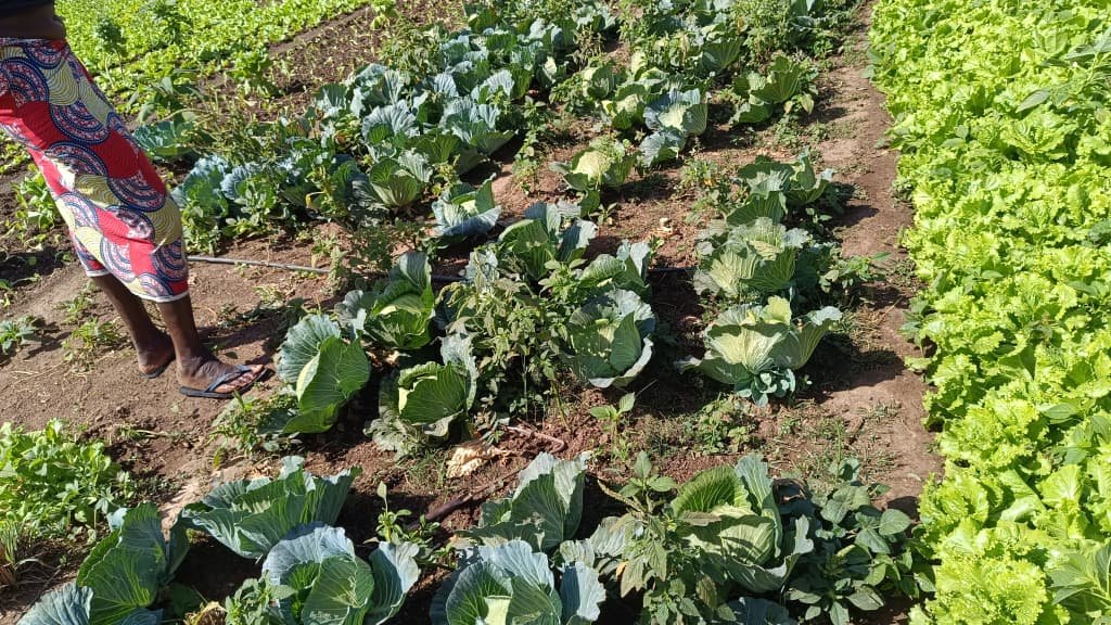 Saison froide au Burkina : La laitue s’impose comme la reine des potagers maraîchers 4