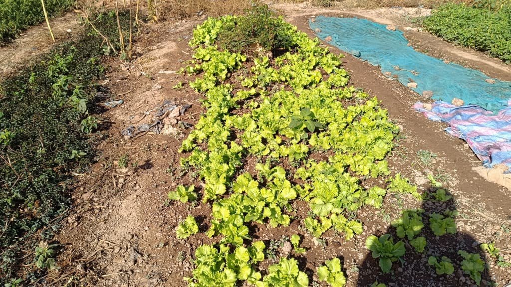 Saison froide au Burkina : La laitue s’impose comme la reine des potagers maraîchers 9