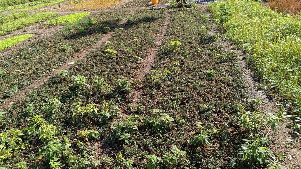 Saison froide au Burkina : La laitue s’impose comme la reine des potagers maraîchers 2