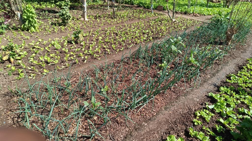 Saison froide au Burkina : La laitue s’impose comme la reine des potagers maraîchers 6