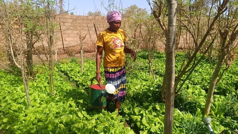 Saison froide au Burkina : La laitue s’impose comme la reine des potagers maraîchers 7