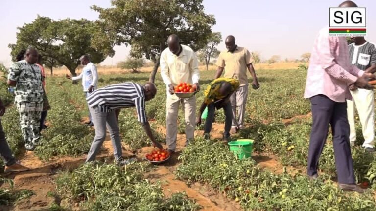 APEC : Plus de 2 milliards de FCFA mobilisés pour l’achat de la tomate en 2026 5