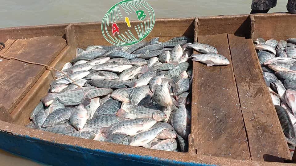 Reconversion des militaires retraités : La pisciculture en cages comme levier économique 2