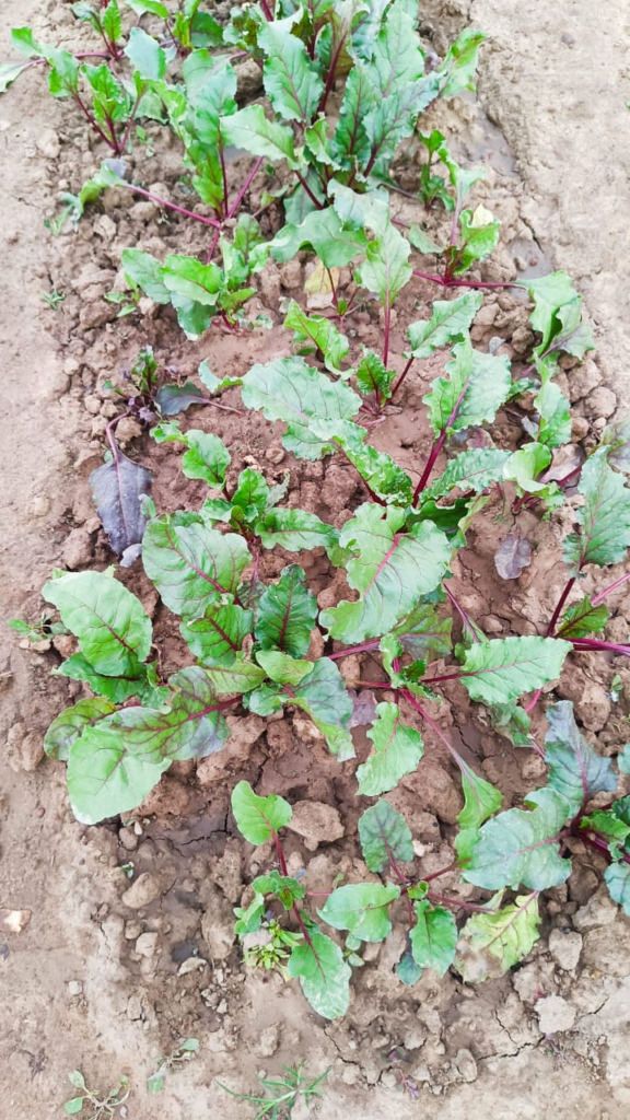 La betterave : Une culture aux multiples atouts 2