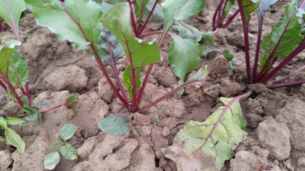 La betterave : Une culture aux multiples atouts 4