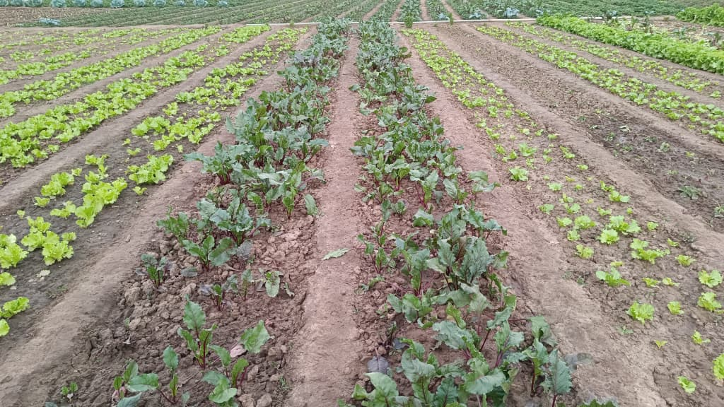 La betterave : Une culture aux multiples atouts 5