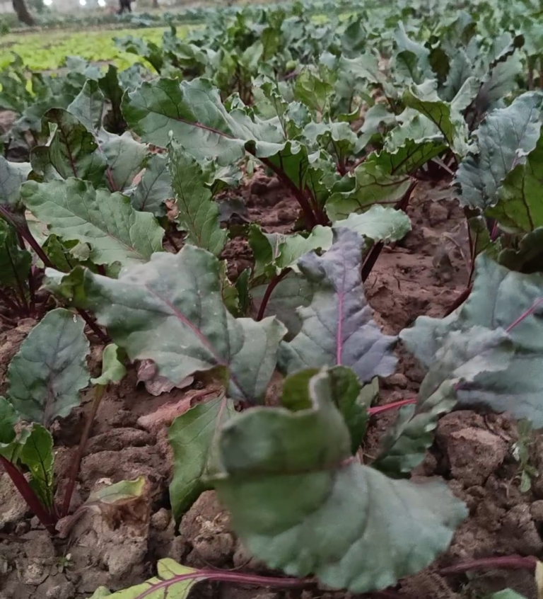 La betterave : Une culture aux multiples atouts 3