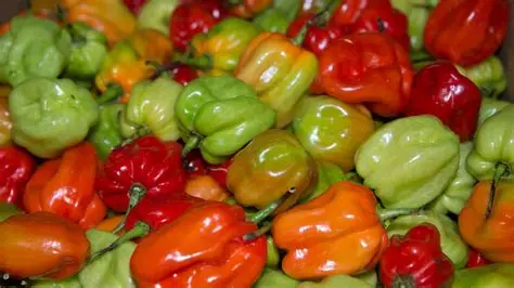 Banfora : Bientôt la construction d’une usine de transformation de piment 7