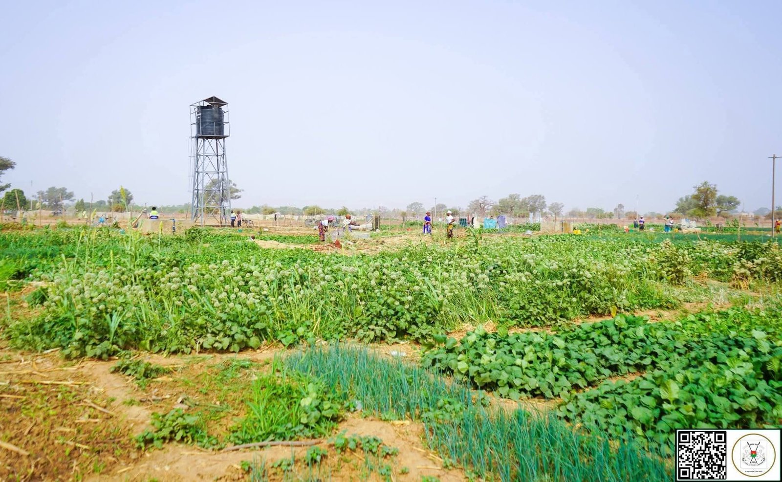 Mois de la Femme 2026 : 8 hectares aménagés pour l’autonomisation des femmes à Komtoèga